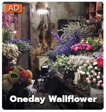 Oneday Wallflowers
