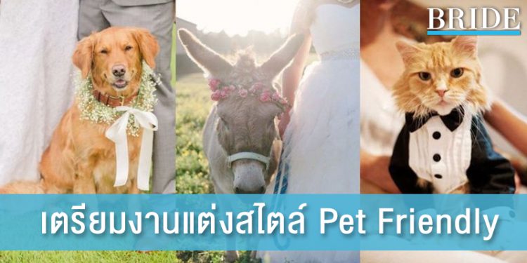 6 เคล็ดลับ เตรียมจัดงานแต่งที่มีสัตว์เลี้ยง สไตล์ Pet Friendly