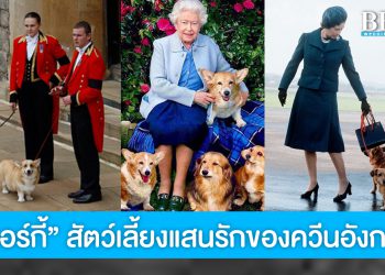 รู้จัก “คอร์กี้” สายพันธุ์สุนัขทรงเลี้ยงแสนรักของควีนเอลิซาเบธที่ 2