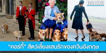 รู้จัก “คอร์กี้” สายพันธุ์สุนัขทรงเลี้ยงแสนรักของควีนเอลิซาเบธที่ 2
